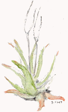 Aloe plant from Melaque Mexico 4/2019