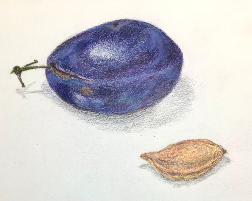 Plum with its pit